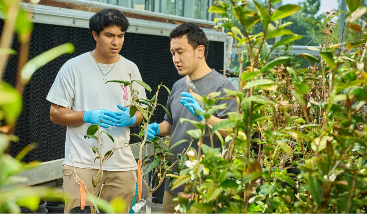 A male professor and a male student wearing T-shirts, shorts and blue latex gloves examine a green leafy plant in a laboratory greenhouse.