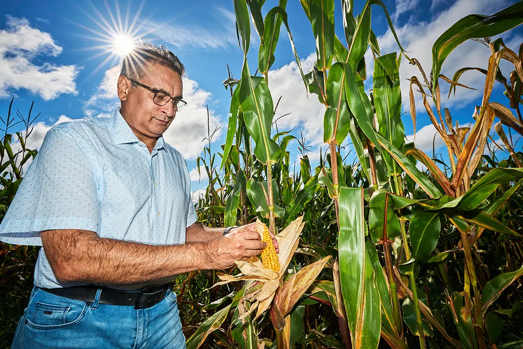 A male professor wearing blue jeans and a light blue short-sleeved button-down shirt examines an ear of corn in a cornfield.
