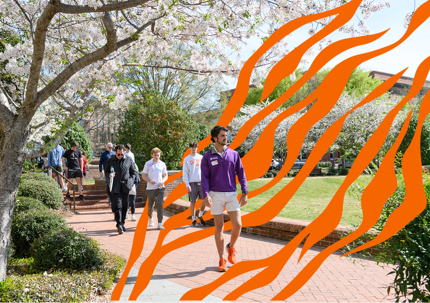 An orange Tiger stripe graphic effect is superimposed on a male tour guide leading a group of prospective students.