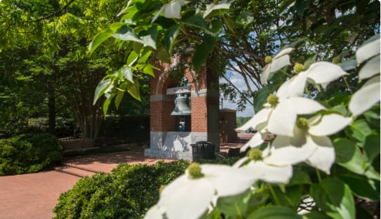 Green leaves and white flowers in the foreground with a bell and brick structure in the background.